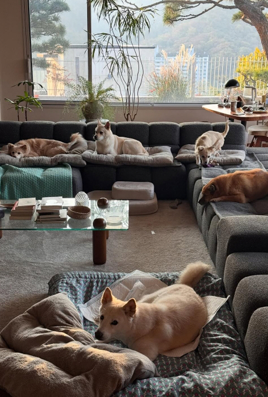 이효리·이상순, 평창동 60억 보금자리 뷰 공개